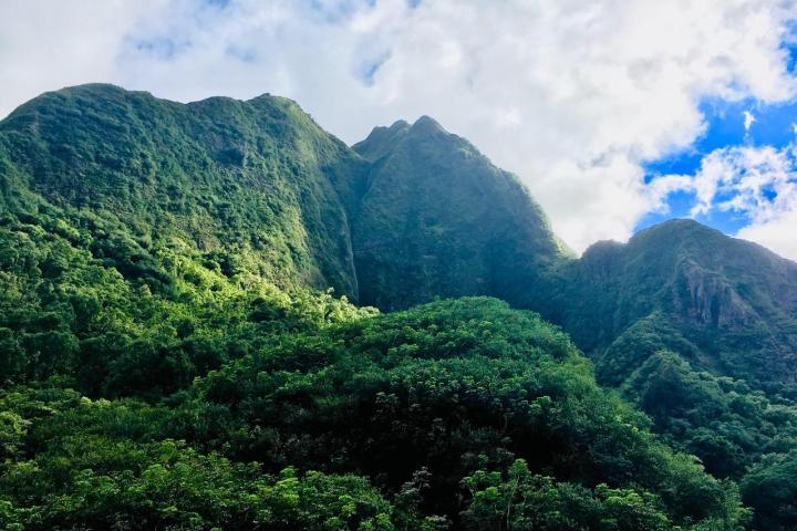 a group of bushes with a mountain in the background